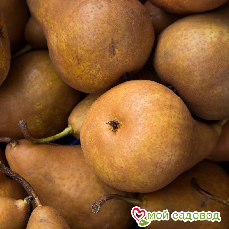 Груша Память Яковлева