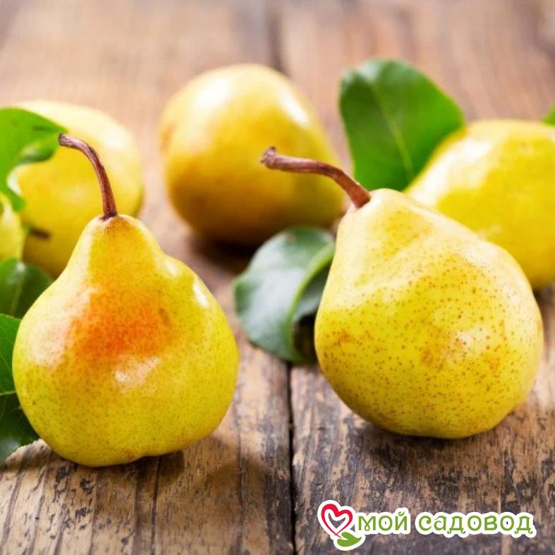 Груша Заречная