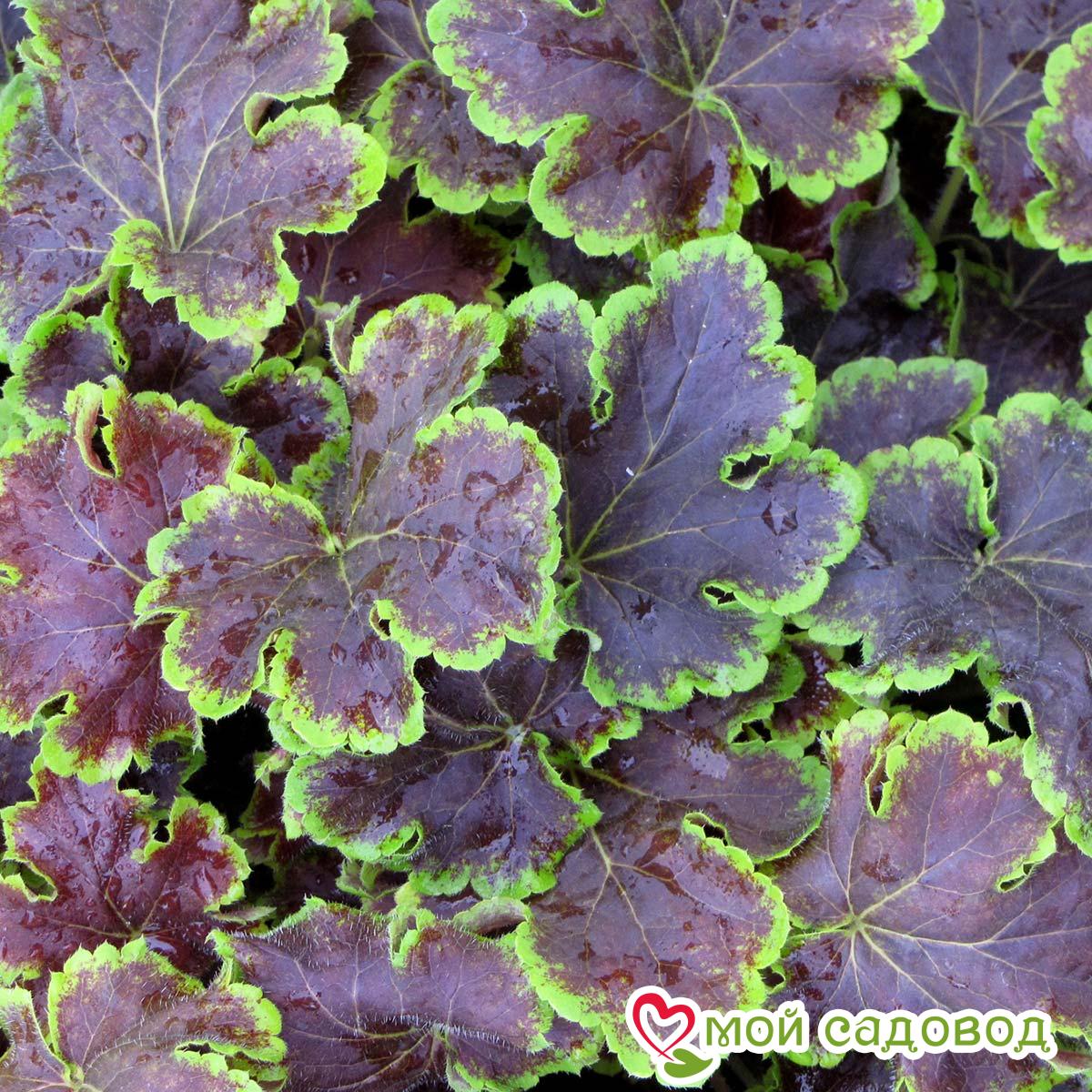 Гейхерелла Солар Эклипс