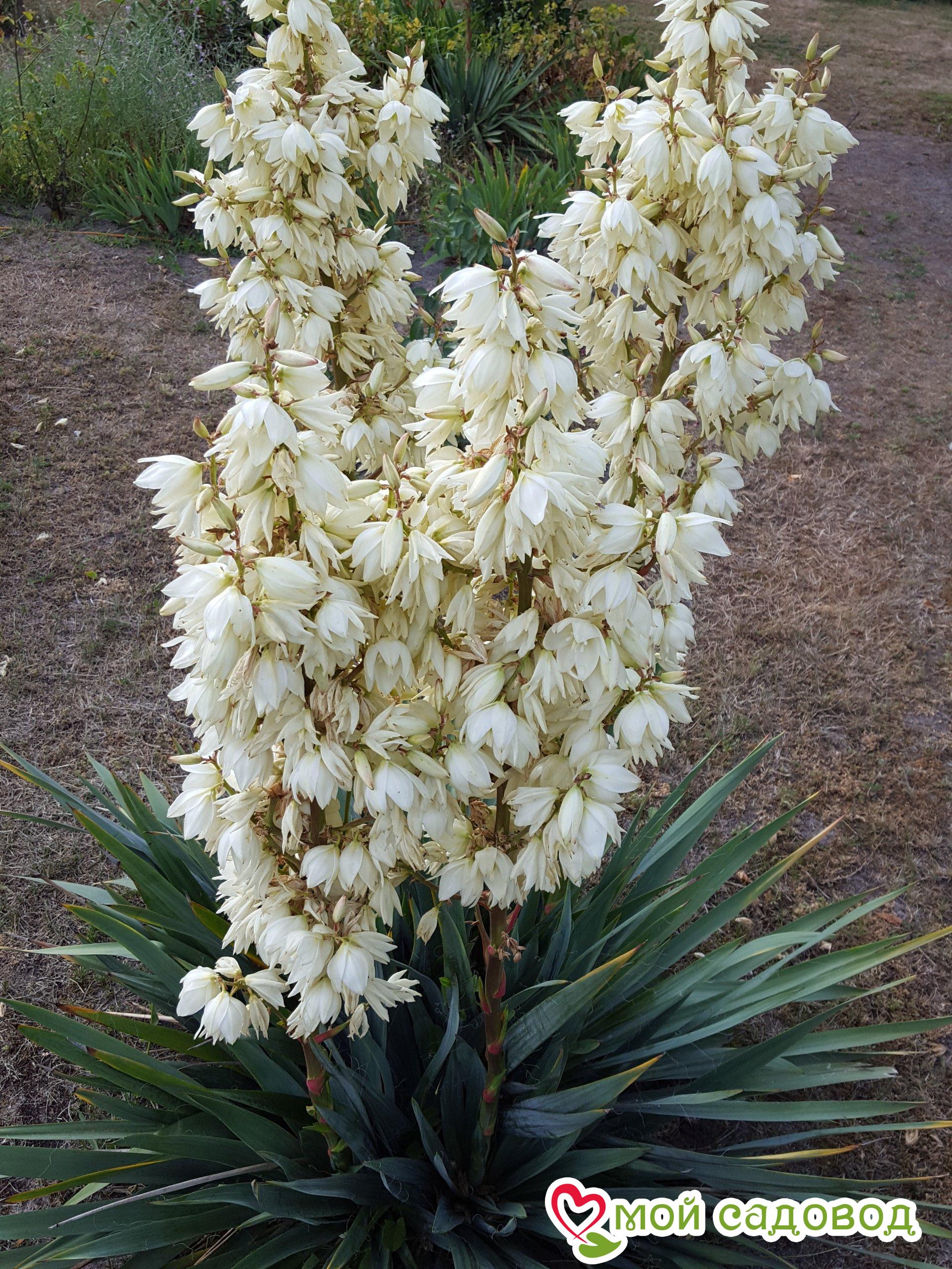 Юкка нитчатая